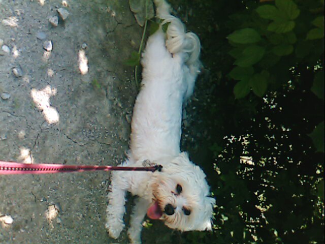 Lola na poletnem sprehodu - foto
