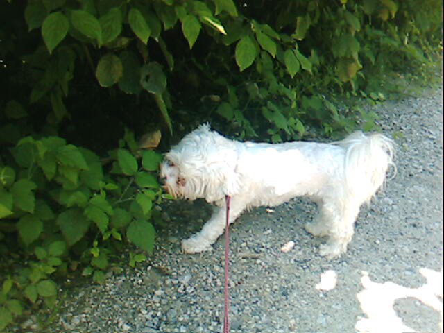Lola na poletnem sprehodu - foto povečava