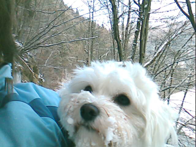 Lola na zimskem sprehodu - foto povečava