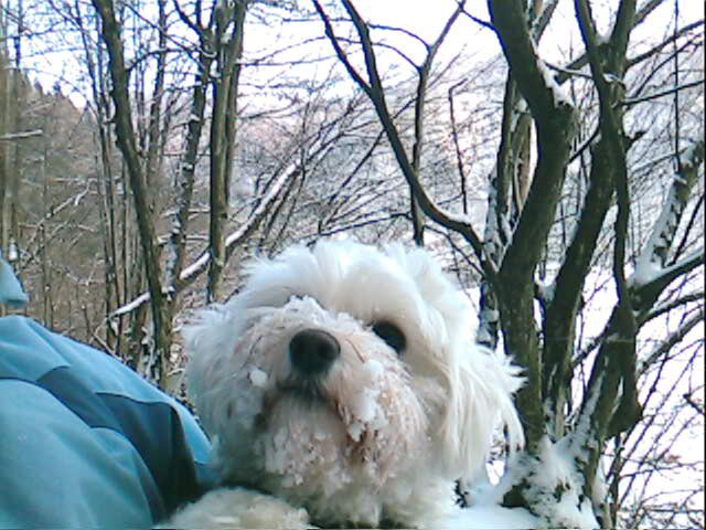 Lola na zimskem sprehodu - foto povečava