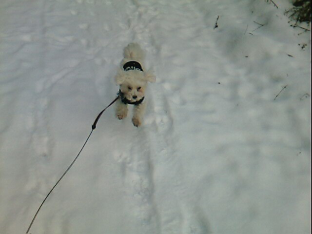 Lola na zimskem sprehodu - foto