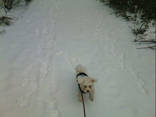 Lola na zimskem sprehodu - foto