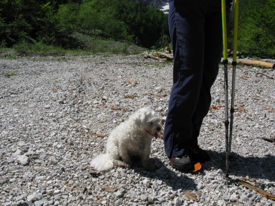 Logarska dolina 26.5.09 - foto povečava