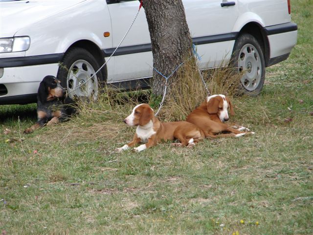 Cac posusje 2007 - foto povečava