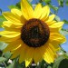 sončnica z domačega vrta