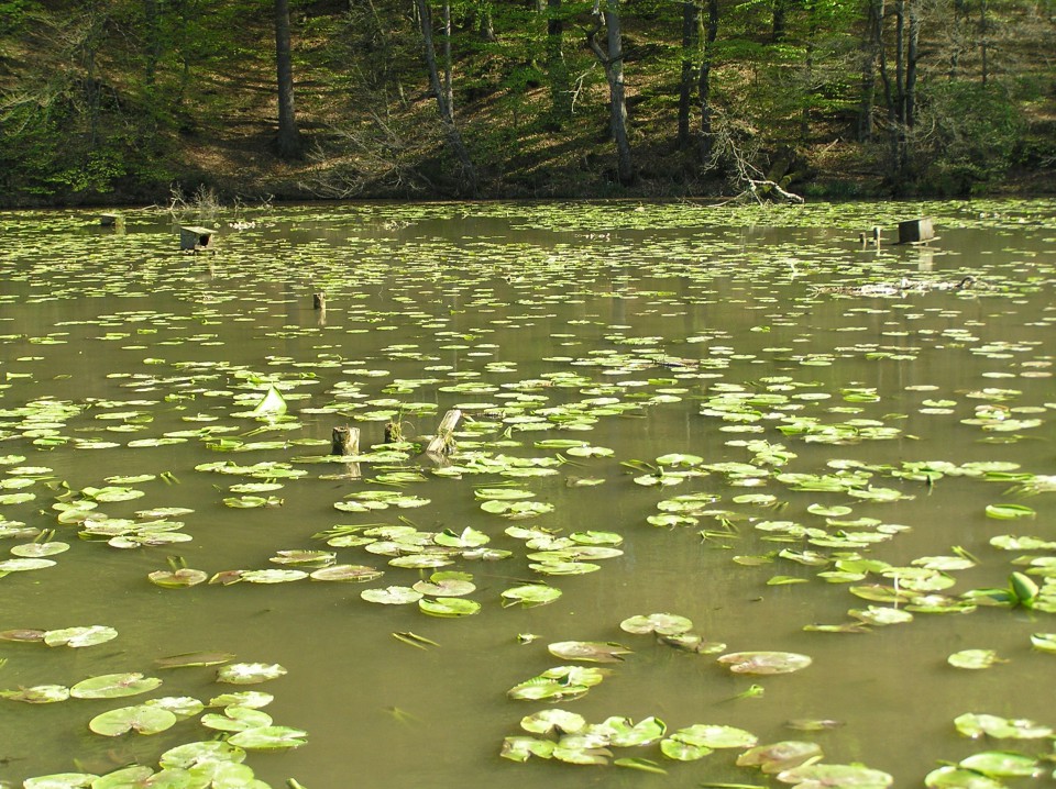 Negova - foto povečava