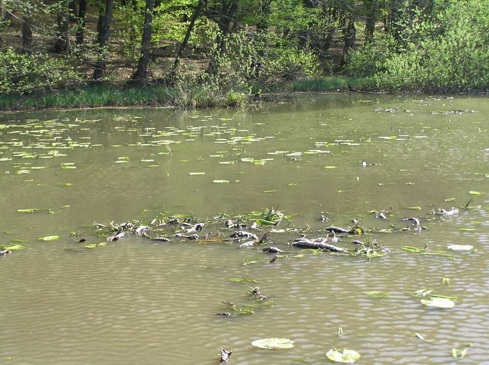 Negova - foto povečava