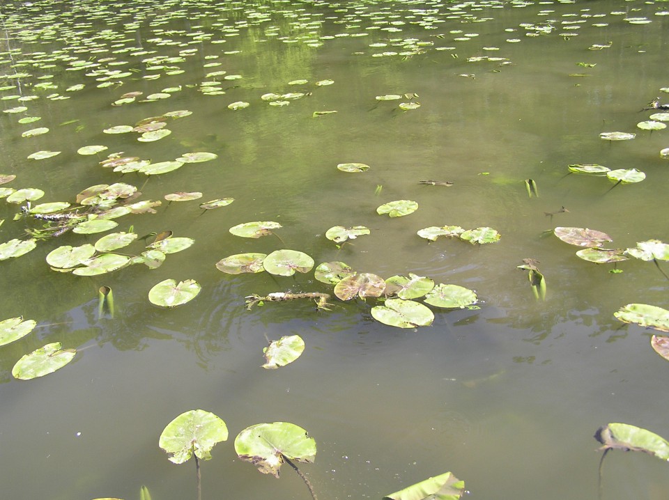 Negova - foto povečava