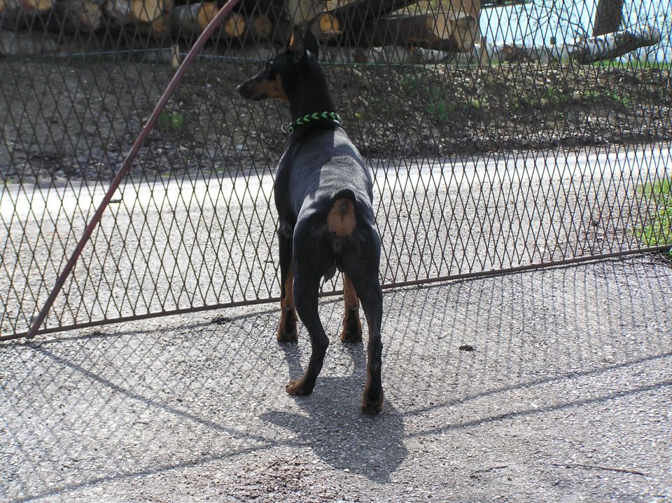 Leglo dobermann - foto povečava