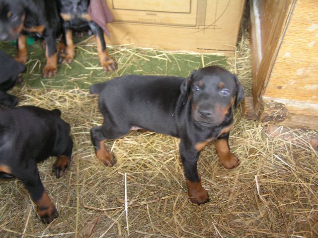 Leglo dobermann - foto