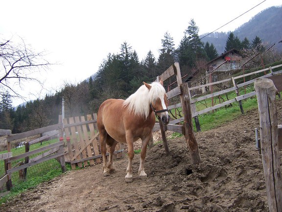 Tadej - foto povečava