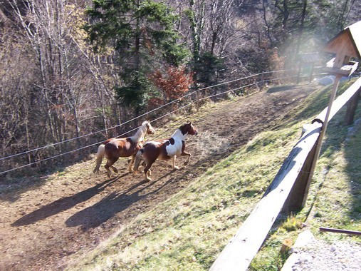 Tadej - foto povečava