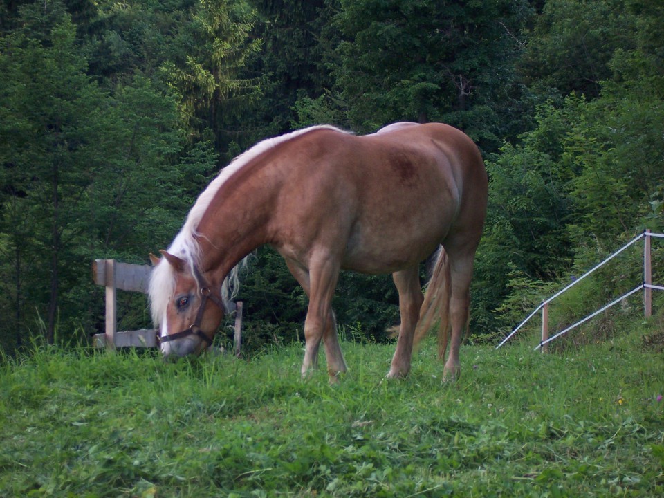 Tadej - foto povečava