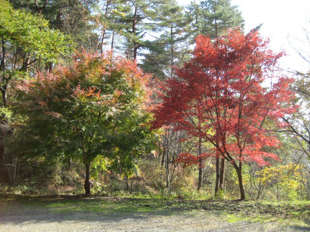 Slavni japonski 紅葉.
