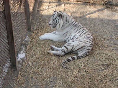 Za konec se beli tigercek:)