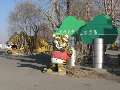 Nov dan - vhod v Park s sibirskimi tigri.