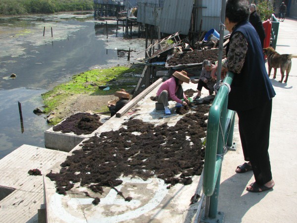 Tai O - nabiranje alg.