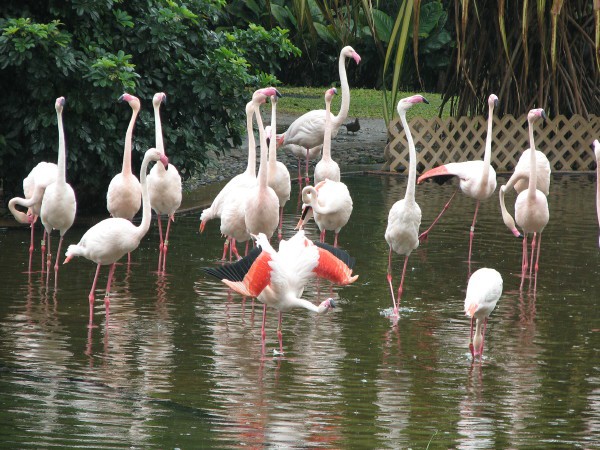In flamingi veselijo.