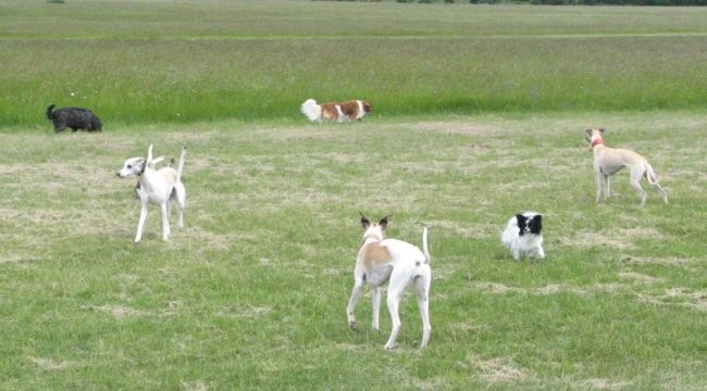 Whippet srečanja - foto povečava