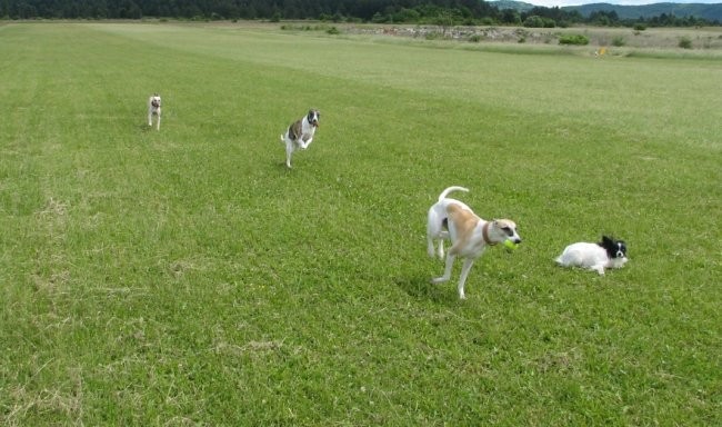 Whippet srečanja - foto povečava