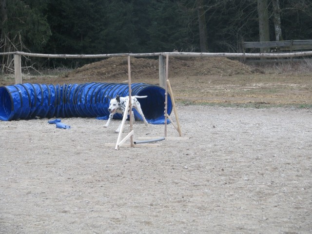 Agility4Fun - foto