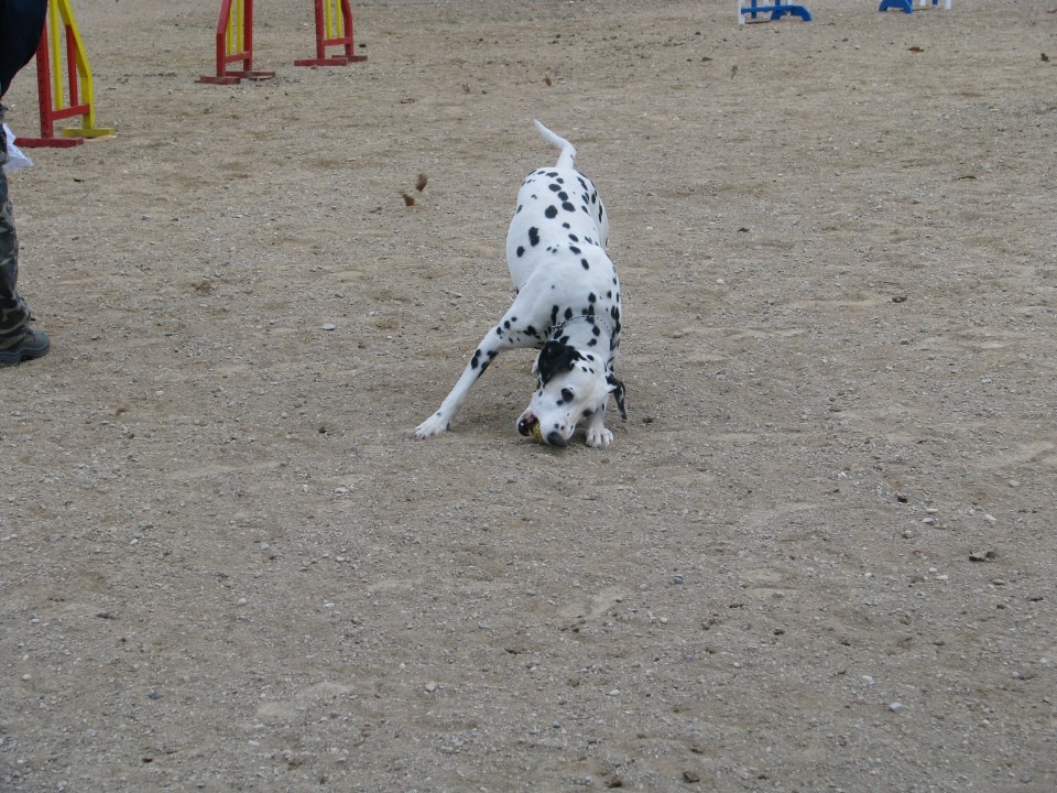 Agility4Fun - foto povečava