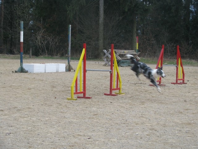 Agility4Fun - foto