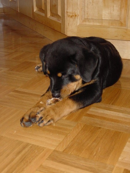 Rottweiler ROT - foto