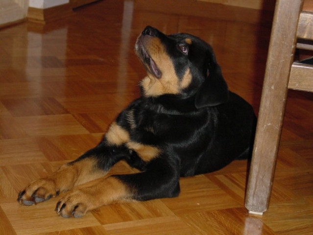 Rottweiler ROT - foto