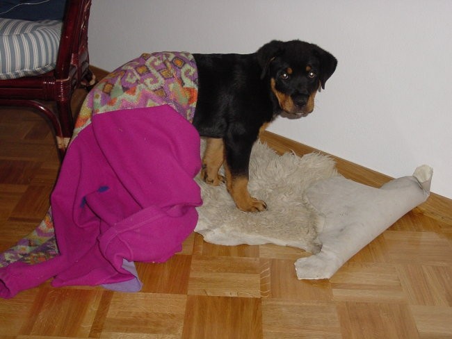 Rottweiler ROT - foto povečava