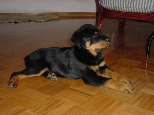 Rottweiler ROT - foto povečava