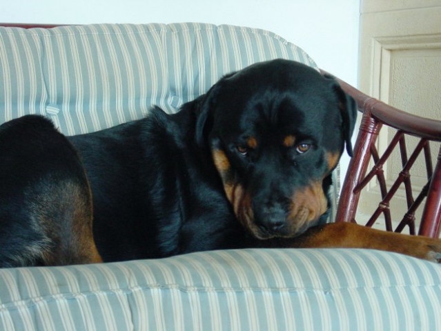 Rottweiler ROT - foto