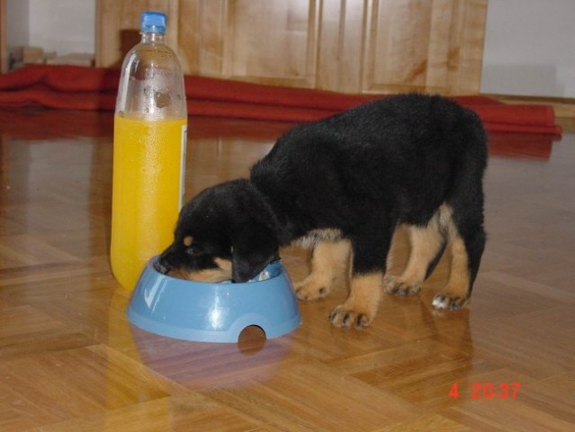 Rottweiler ROT - foto