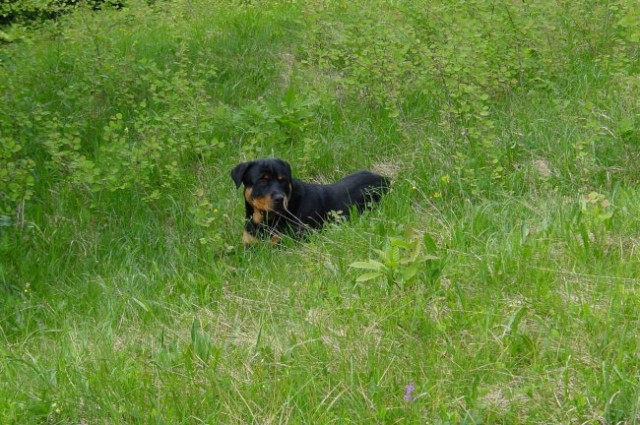 Rottweiler ROT - foto