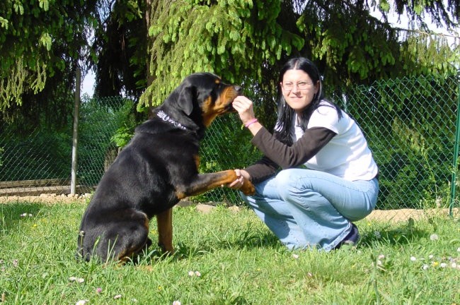 Rottweiler ROT - foto povečava