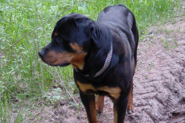 Rottweiler ROT - foto