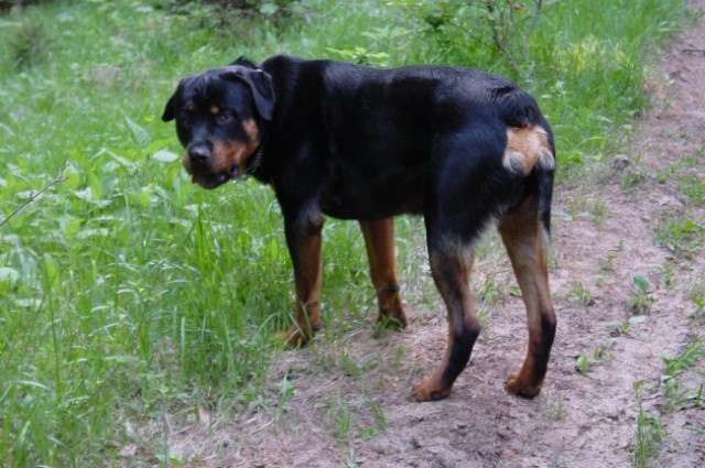 Rottweiler ROT - foto