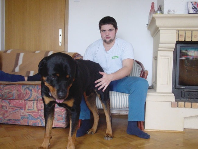 Rottweiler ROT - foto povečava
