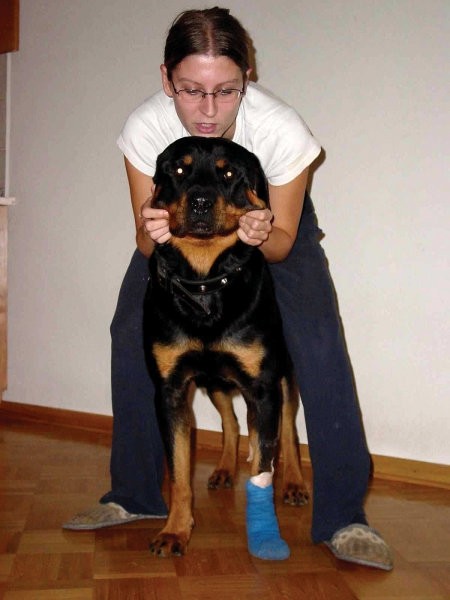 Rottweiler ROT - foto povečava
