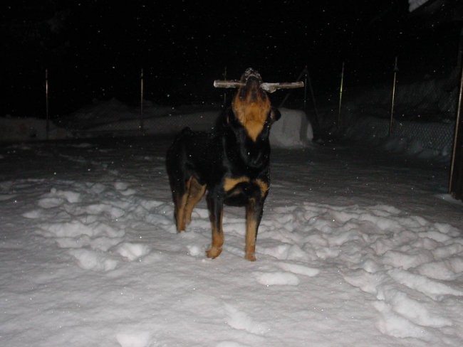 Rottweiler ROT - foto povečava