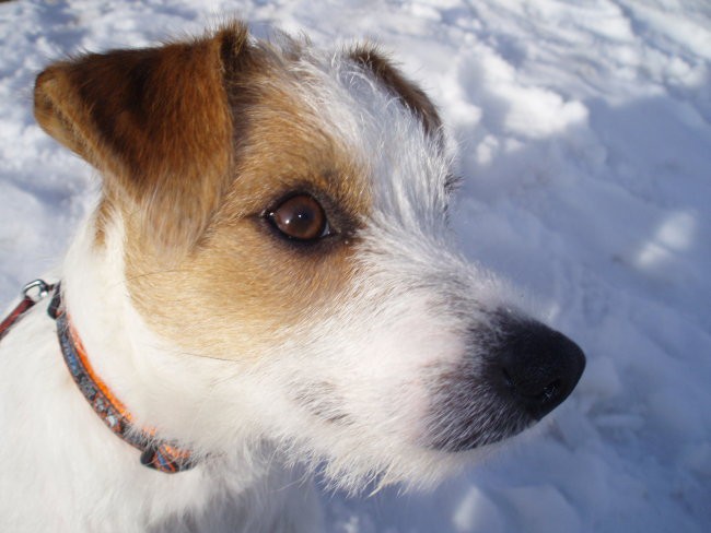 Tobi 1 - foto povečava