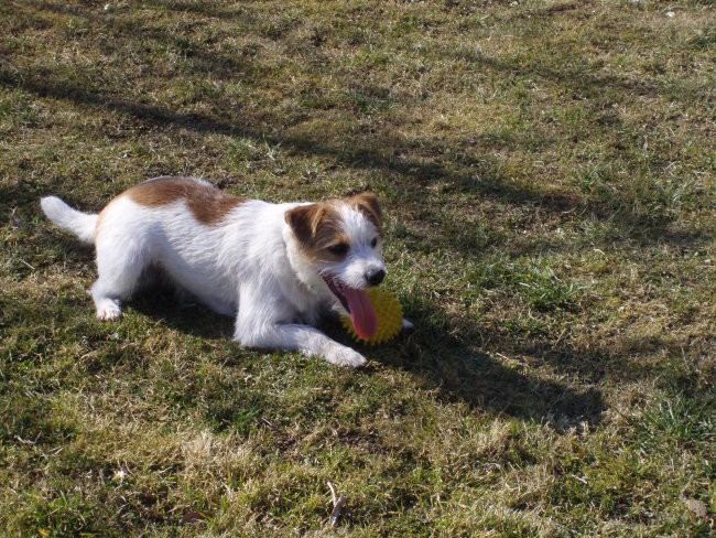 Tobi 1 - foto povečava