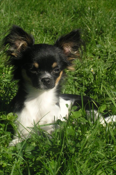 Nacho - foto povečava